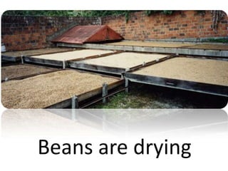 Beans are drying