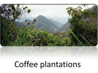 Coffee plantations