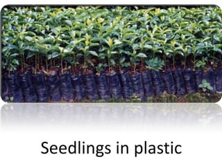 Seedlings in plastic