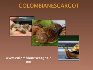 www.colombianescargot.com 