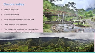 Cocora valley
- Located in Quindio
- Established in 1985
- A part of the Los Nevados National Park
- Wide variety of flora and fauna
- The valley is the location of the majority of the
remaining populations of the wax palm
- Outdoor activities such as mountain biking,
horse riding, hiking and swimming in the rivers
 