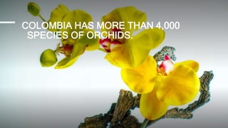 COLOMBIA HAS MORE THAN 4,000
SPECIES OF ORCHIDS.
 