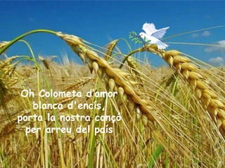 Oh Colometa d’amor blanca d'encís, porta la nostra cançó per arreu del país 