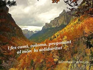 i fes camí, coloma, pregonant al món  la solidaritat   