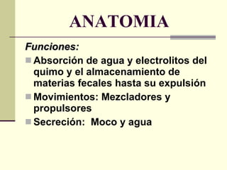 ANATOMIA Funciones:  Absorción de agua y electrolitos del quimo y el almacenamiento de materias fecales hasta su expulsión Movimientos: Mezcladores y propulsores Secreción:  Moco y agua 