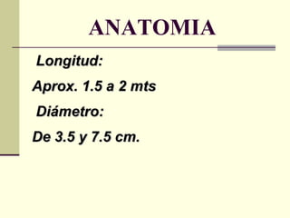ANATOMIA Longitud:  Aprox. 1.5 a 2 mts Diámetro: De 3.5 y 7.5 cm. 