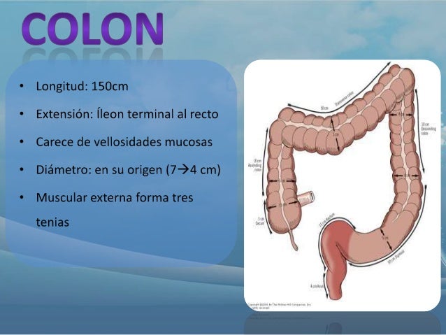 Colon, Intestino Grueso