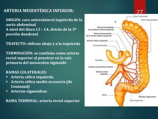 Anatomia Do colon | PPTX