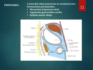 11
PERITONEO:
A nivel del colon transverso se reconocen tres
formaciones peritoneales:
 Mesocolon transverso atrás
 Liga...