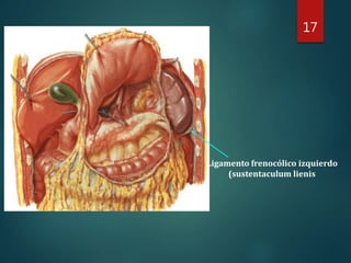 17
Ligamento frenocólico izquierdo
(sustentaculum lienis
 