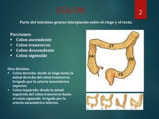 COLON
Parte del intestino grueso interpuesto entre el ciego y el recto.
Porciones:
 Colon ascendente
 Colon transverso
...