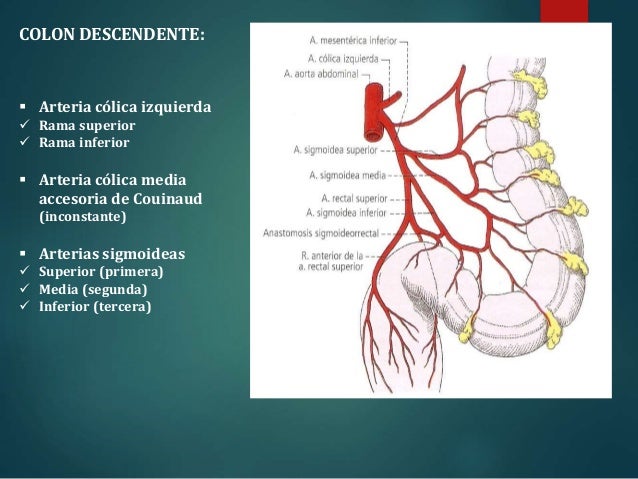 Anatomia Do colon