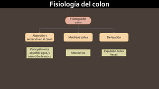 Fisiología del colon 
Fisiología del 
colon 
Absorción y 
secreción en el colon 
Motilidad cólica Defecación 
Principalmente 
absorber agua, y 
secreción de moco 
Mezclar los 
Expulsión de las 
heces 
 