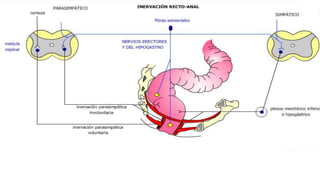 Colon anatomia y fisiologia 