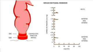 Colon anatomia y fisiologia 