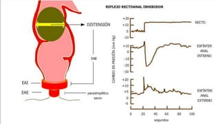 Colon anatomia y fisiologia 
