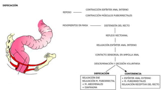 Colon anatomia y fisiologia 