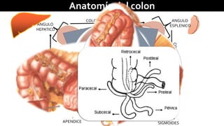 ANGULO 
HEPATICO 
COLON ASCENDENTE 
Anatomía del colon 
COLON TRANSVERSO ANGULO 
ESPLENICO 
COLON DESCENDENTE 
COLON 
SIGMOIDES 
CIEGO 
APENDICE 
 