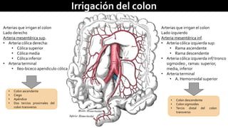 Irrigación del colon 
Arterias que irrigan el colon 
Lado derecho 
Arteria mesentérica sup. 
• Arteria cólica derecha: 
• Cólica superior 
• Cólica media 
• Cólica inferior 
• Arteria terminal 
• Ileo-biceco apendiculo cólica 
• Colon ascendente 
• Ciego 
• Apéndice 
• Dos tercios proximales del 
colon transverso 
Arterias que irrigan el colon 
Lado izquierdo 
Arteria mesentérica inf. 
• Arteria cólica izquierda sup: 
• Rama ascendente 
• Rama descendente 
• Arteria cólica izquierda inf/ tronco 
sigmoideo , ramas: superior, 
media, inferior 
• Arteria terminal 
• A. Hemorroidal superior 
• Colon descendente 
• Colon sigmoides 
• Tercio distal del colon 
transverso 
 