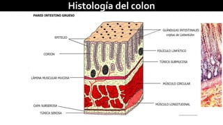 Histología del colon 
 