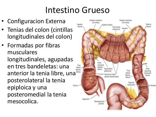 Anatomia del Intestino Grueso
