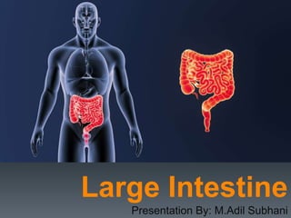 Large Intestine
Presentation By: M.Adil Subhani
 
