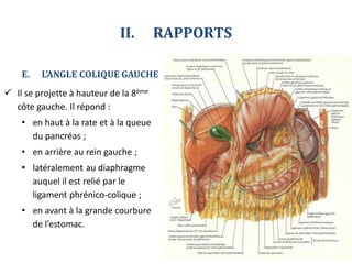 COLON .pdf