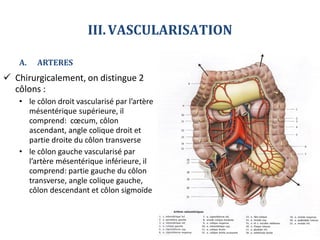 COLON .pdf