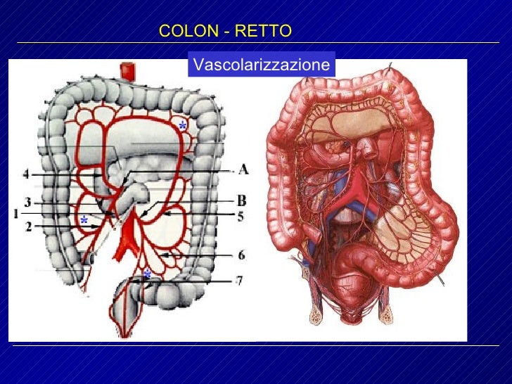 Sta Fra Il Cieco E Il Retto Colon Retto Generalità