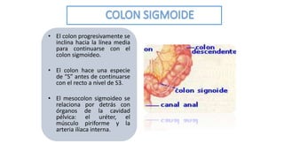 • El colon progresivamente se 
inclina hacia la línea media 
para continuarse con el 
colon sigmoideo. 
• El colon hace una especie 
de “S” antes de continuarse 
con el recto a nivel de S3. 
• El mesocolon sigmoideo se 
relaciona por detrás con 
órganos de la cavidad 
pélvica: el uréter, el 
músculo piriforme y la 
arteria ilíaca interna. 
 