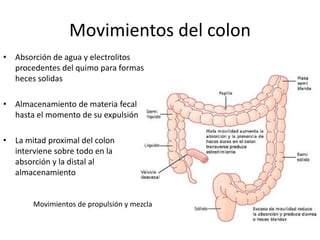 Movimientos del colon
• Absorción de agua y electrolitos
procedentes del quimo para formas
heces solidas
• Almacenamiento de materia fecal
hasta el momento de su expulsión
• La mitad proximal del colon
interviene sobre todo en la
absorción y la distal al
almacenamiento
Movimientos de propulsión y mezcla
 