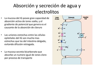 Absorción y secreción de agua y
electrolitos
• La mucosa del IG posee gran capacidad de
absorción activa de iones sodio, y el
gradiente de potencial que genera es el
causante de la absorción de cloruro
• Las uniones estrechas entre las células
epiteliales del IG son mucho mas
estrechas que las del intestino delgado,
evitando difusión retrogada.
• La mucosa secreta bicarbonato que
absorbe un numero igual de iones cloro
por proceso de transporte
 