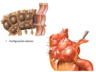 • Configuración exterior
 
