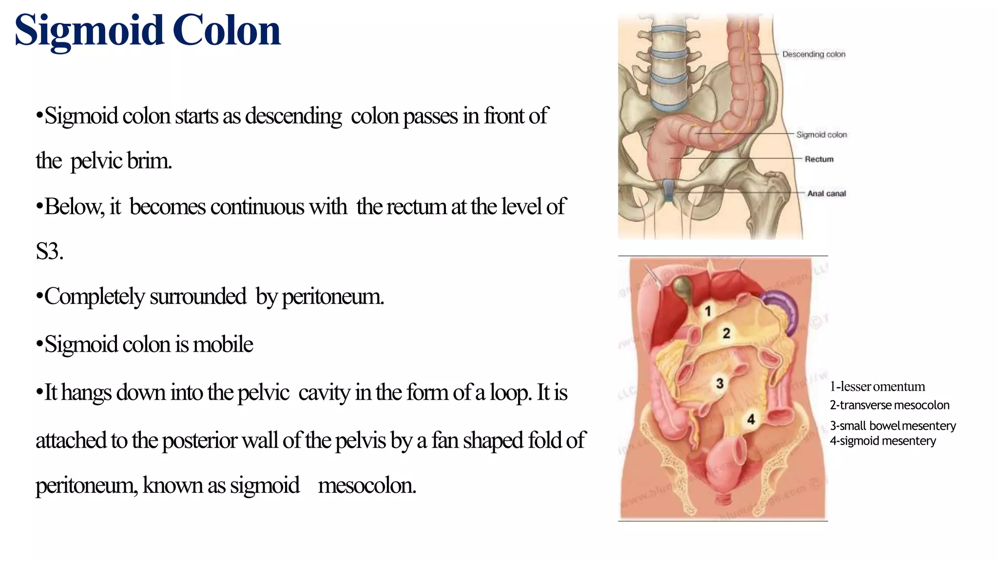 Colon anatomy | PPTX