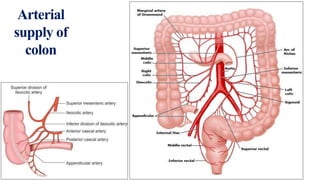 Colon anatomy | PPTX