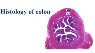 Colon anatomy | PPTX