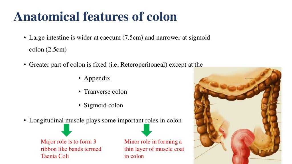 Colon anatomy