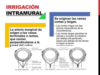 Colon anato y fisio andrea urbano | PPTX