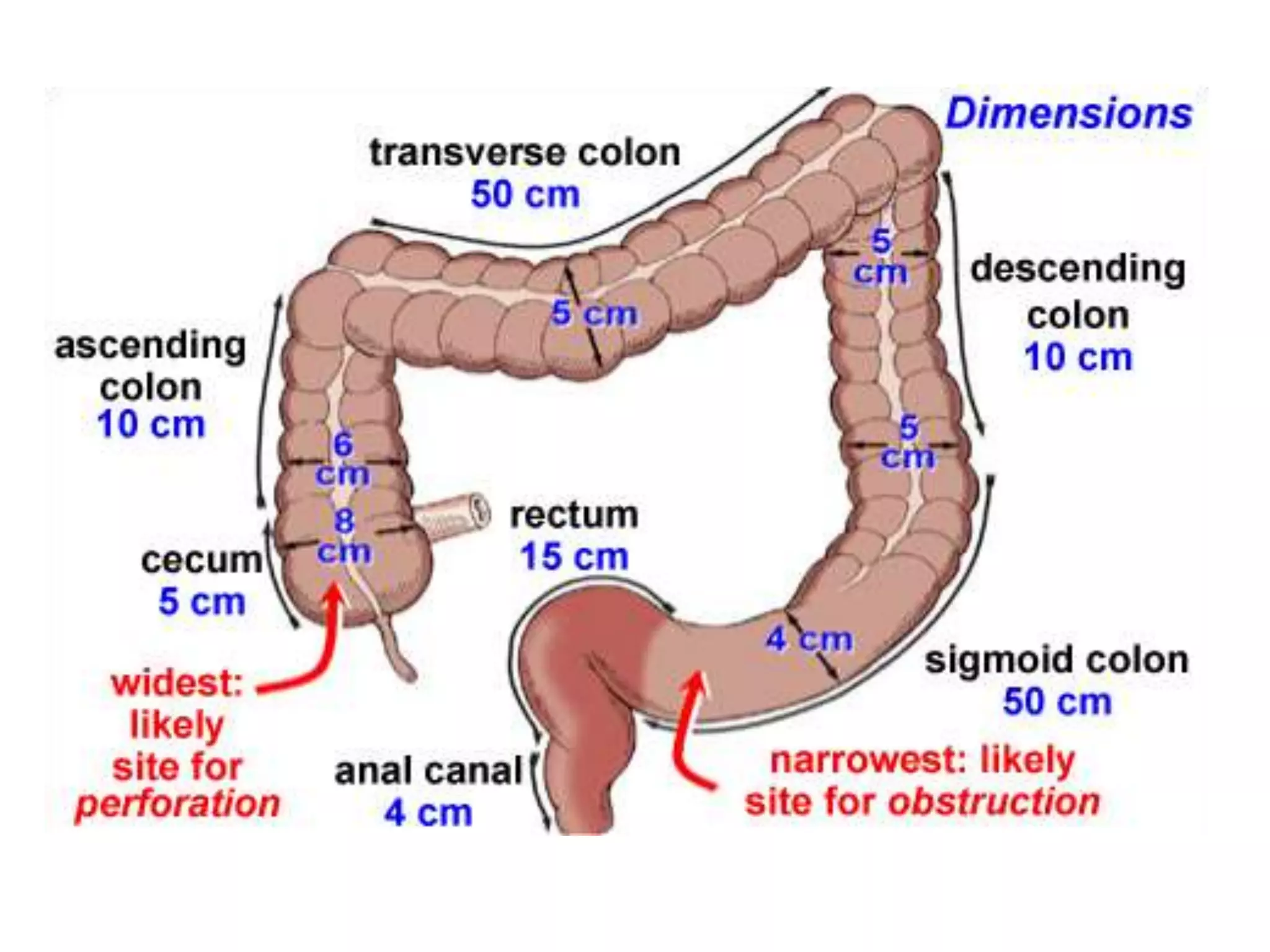 Colon and Rectum Surgical Anatomy and Physiology | PPTX