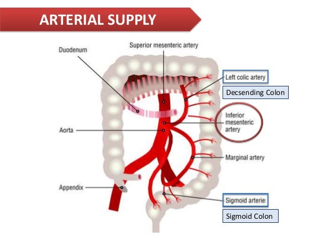 Colon and Rectum Surgical Anatomy and Physiology Biology Diagrams