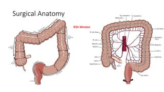 Surgical Anatomy
©Dr Winston
 