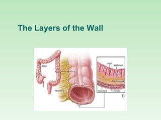The Layers of the Wall
 