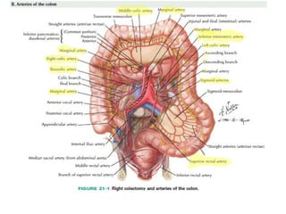 Colon cancer lecture | PPT