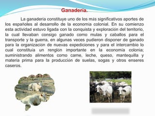 Ganadería.
La ganadería constituye uno de los más significativos aportes de
los españoles al desarrollo de la economía colonial. En su comienzo
esta actividad estuvo ligada con la conquista y exploración del territorio,
la cual llevaban consigo ganado como mulas y caballos para el
transporte y la guerra, en algunas veces pudieron disponer de ganado
para la organización de nuevas expediciones y para el intercambio lo
cual constituía un renglón importante en la economía colonia;
suministrando alimentos como carne, leche, queso, mantequilla y
materia prima para la producción de suelas, sogas y otros enseres
caseros.

 