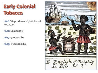 Early Colonial
Tobacco
1618: VA produces 20,000 lbs. of
tobacco
1622: 60,000 lbs.
1627: 500,000 lbs.
1629: 1,500,000 lbs.
 