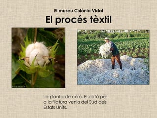 El museu Colònia Vidal El procés tèxtil La planta de cotó. El cotó per a la filatura venia del Sud dels Estats Units.  