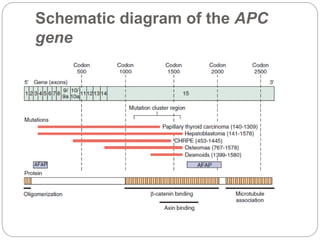 Schematic diagram of the APC
gene
 