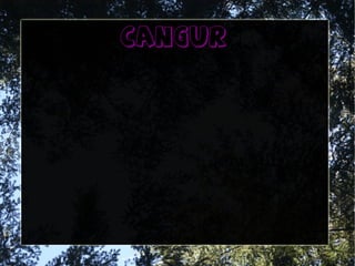 cangur
 
