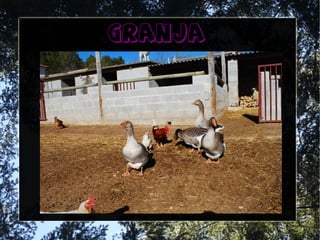 granja
 
