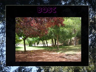 bosc
 